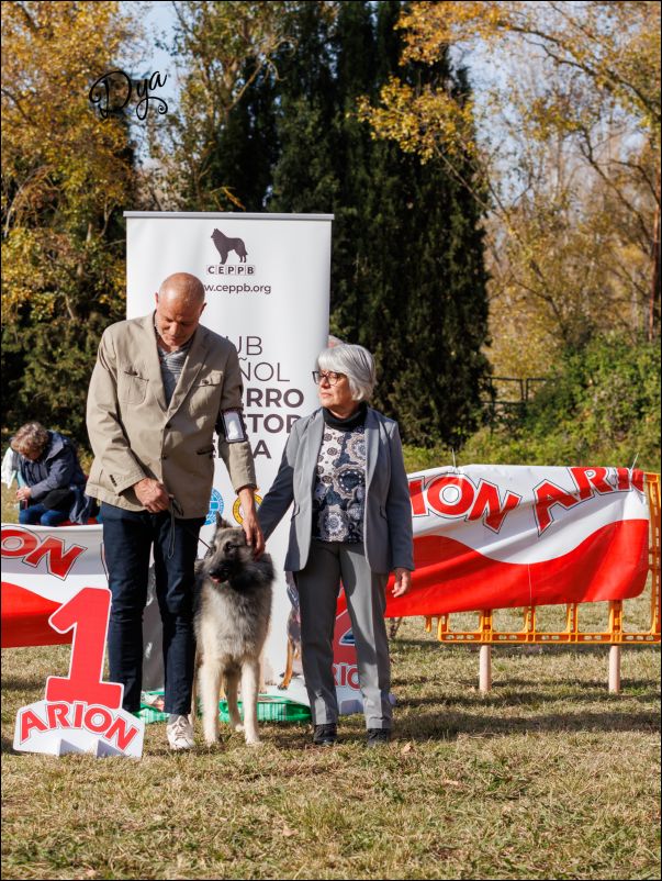 Mejor joven tervueren.